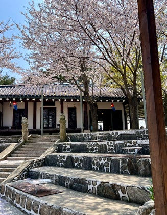 Cherry blossom trees bloom over stone steps leading to a traditional building with lanterns. The setting is serene and bright.
