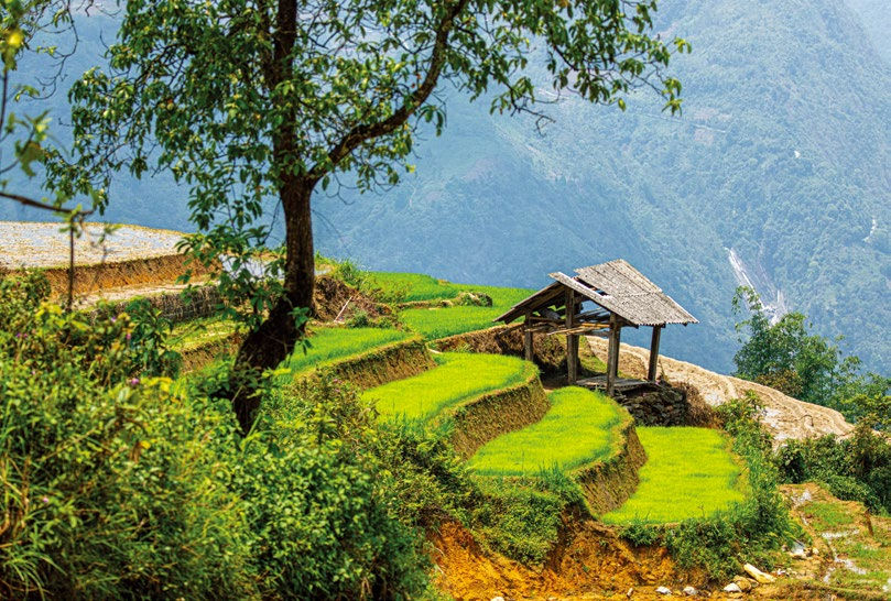 Lush green terraced fields with a small hut and tree in the foreground, set against a misty mountain backdrop. Peaceful rural scene.