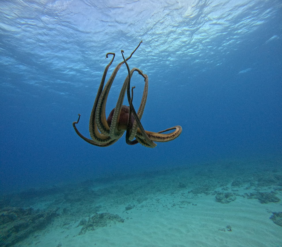 Octopus swimming underwater in a clear blue ocean. The seafloor is visible below, and the water surface shimmers above.