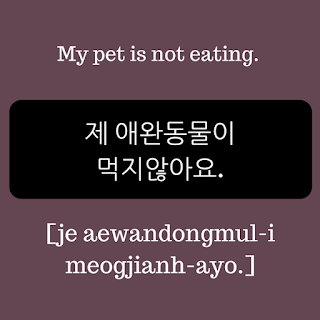 my pet is not eating