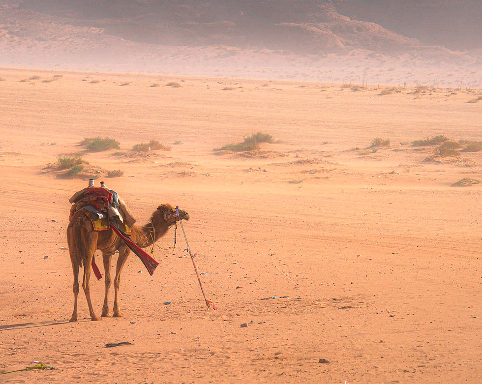 Camel in a desert, adorned with colorful blankets and saddlebags, stands against a hazy backdrop. Sparse vegetation dots the sandy landscape.