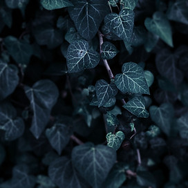 Leaves