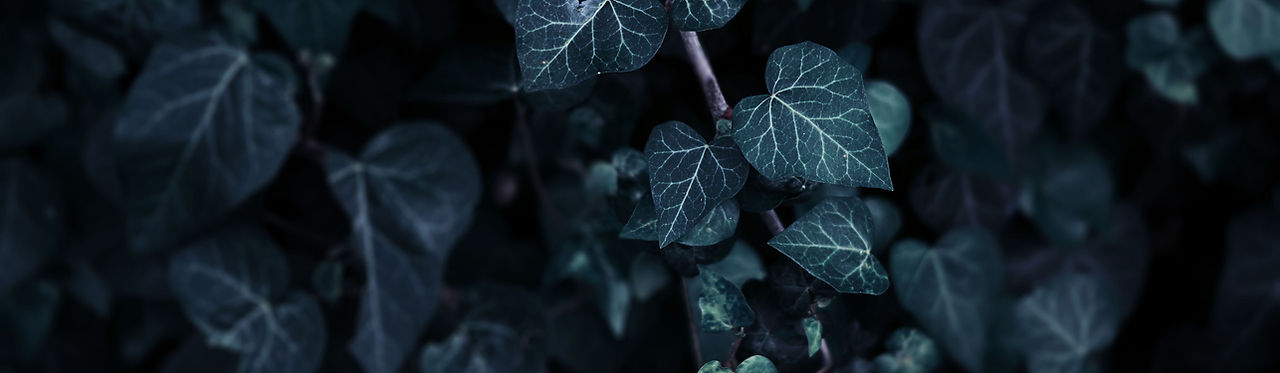 Leaves