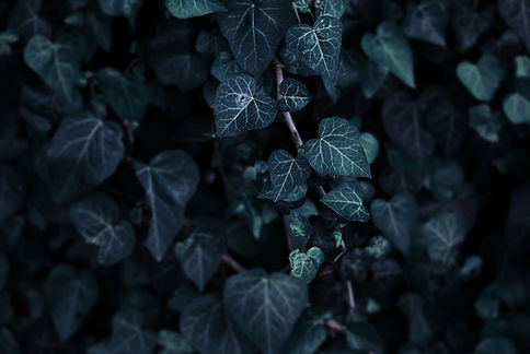 Hojas 