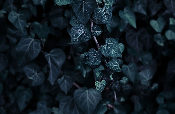 Feuilles