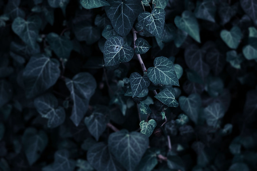 Dark Green Foliage