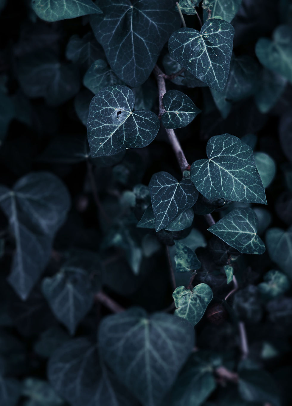 Leaves