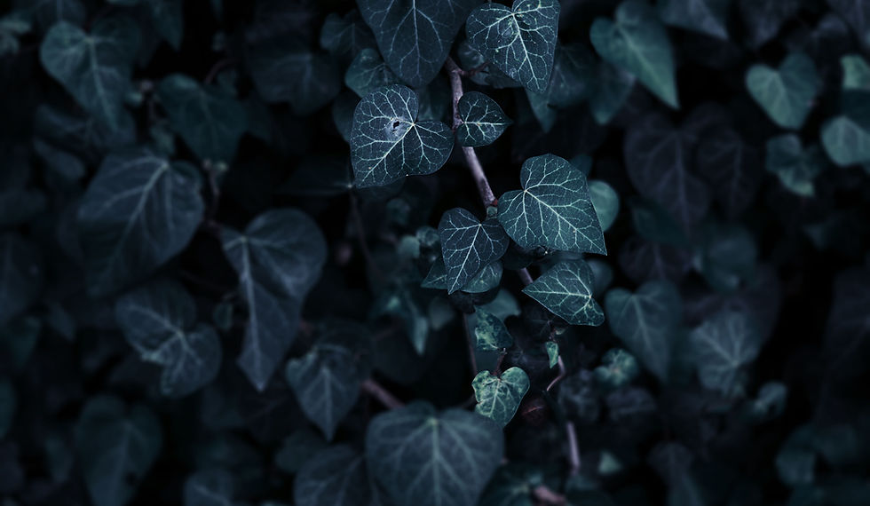 Leaves