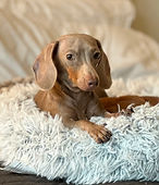Willow