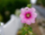 Patrick ISAMBOURG photographe a pau et béarn.webp