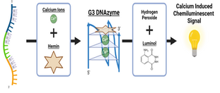 Calcium-Dependent Chemiluminescence Catalyzed by a Trun- cated c-MYC Promoter G-Triplex DNA