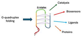 From Triads to Tools: G-Triplex Structures