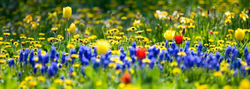 Flowers-Yellow-Blue_edited.jpg