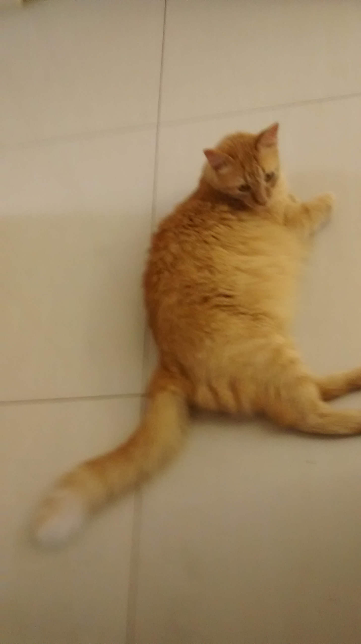 NIK