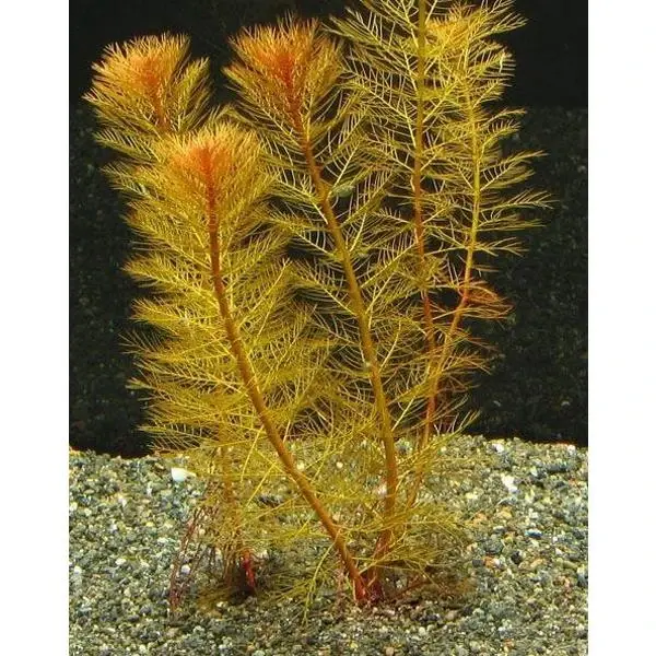 Küçük resim: Tuberculatum (20DAL)