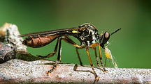 Wasp.jpg
