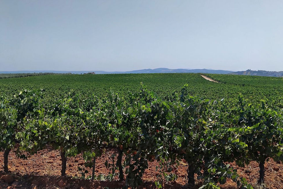 Viñedos. CFA1877, CC BY-SA 4.0, via Wikimedia Commons
