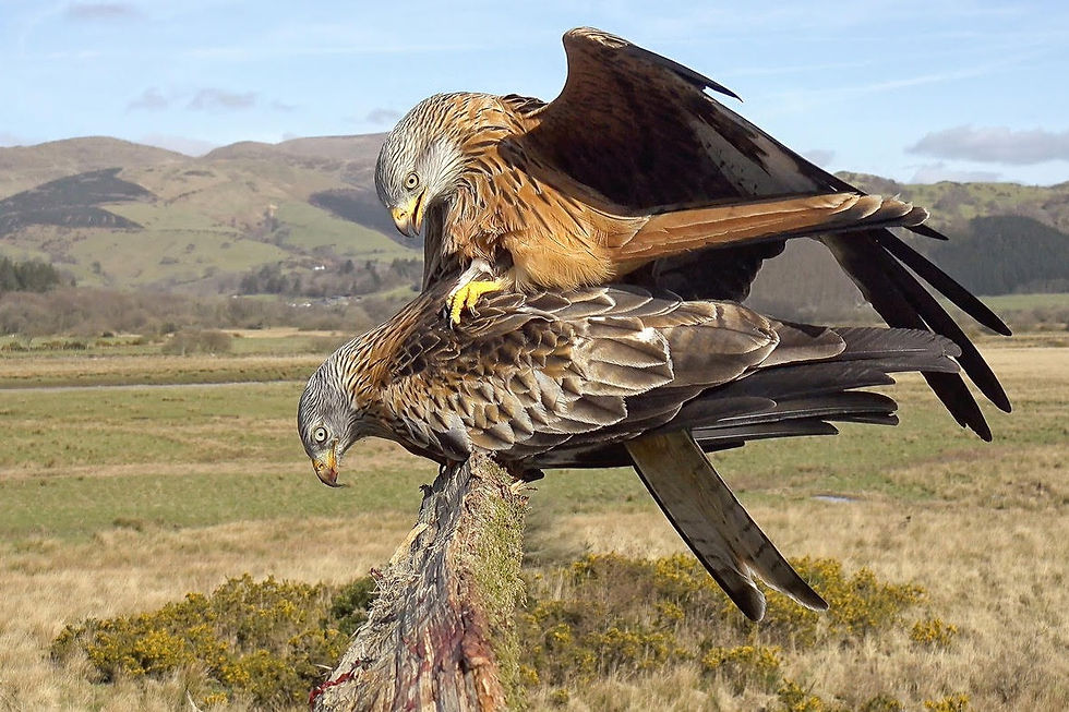 Apareamiento de los milanes reales. E. Slawik/NOIRLab/NSF/AURA/M. Zamani, CC BY 4.0, via Wikimedia Commons