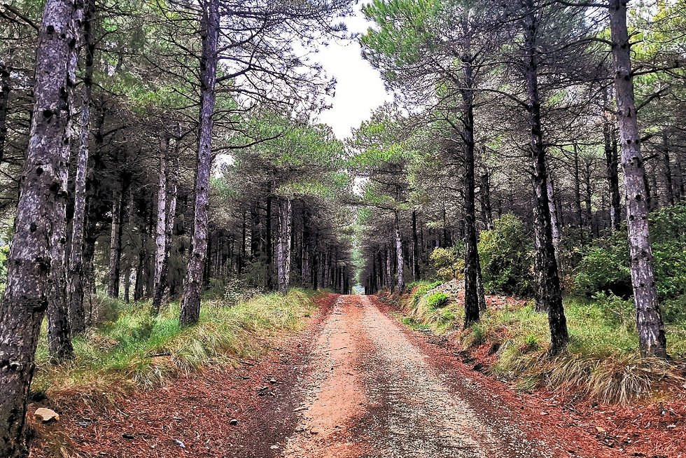 los esplendidos bosques de la sierra de Guara