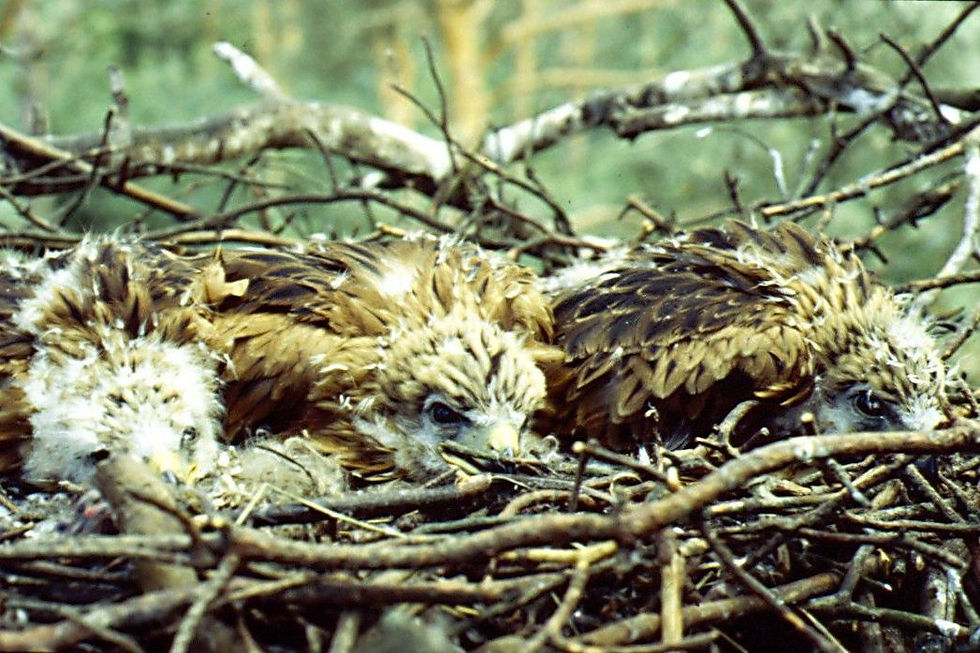 Tres polluelos de milano real en el nido. Alexander Kurilov, CC BY 4.0, via Wikimedia Commons