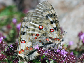 la Parnassius apollo pyrenaicus, una de las mariposas de Guara de singular belleza
