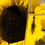 Thumbnail: Organic Sunflower Oil for refill