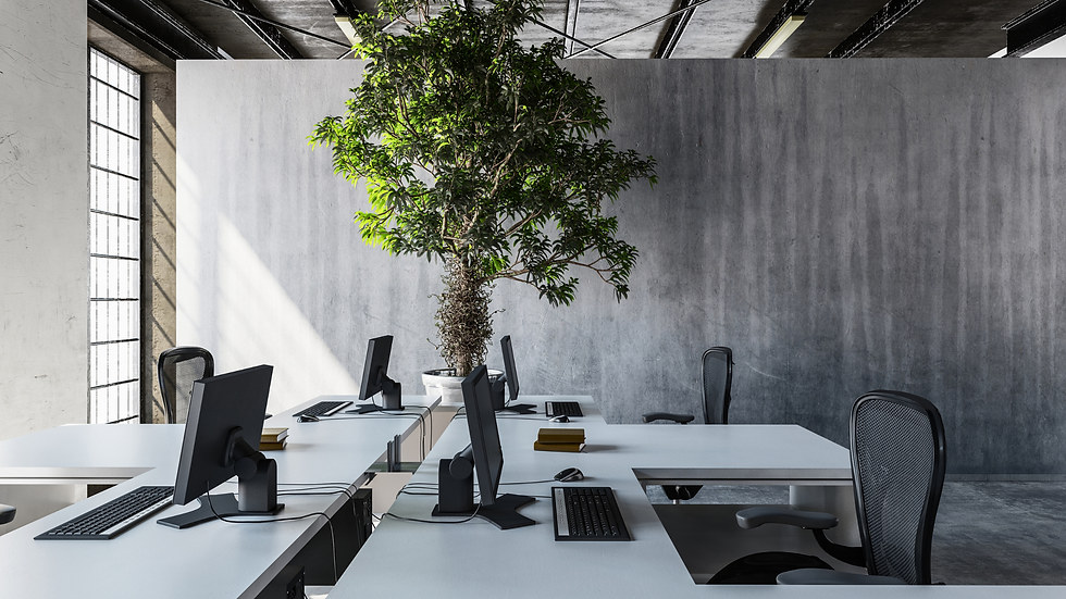 Office with large plant to illustrate how office plants can aid workplace wellbeing