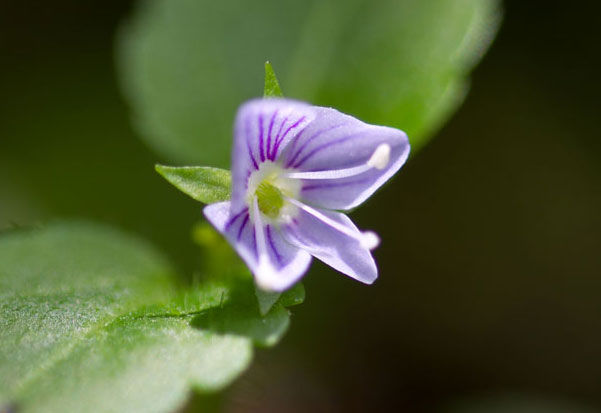 “ヤマクワガタ”