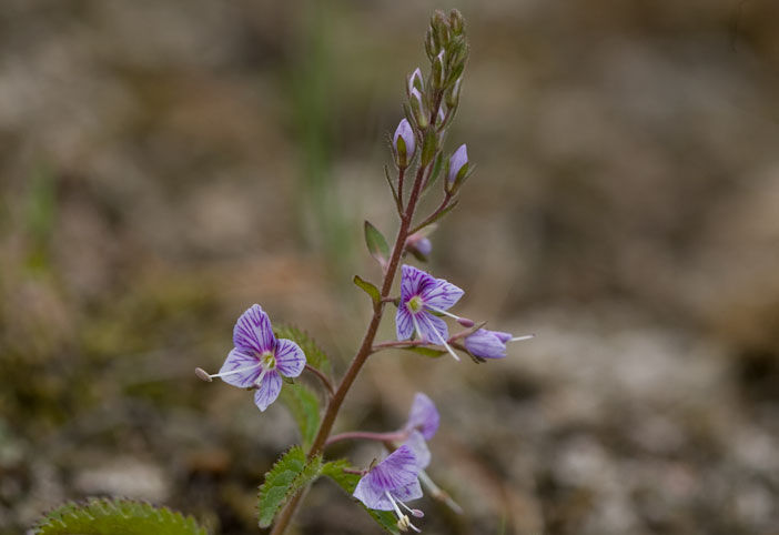 バンダイクワガタ