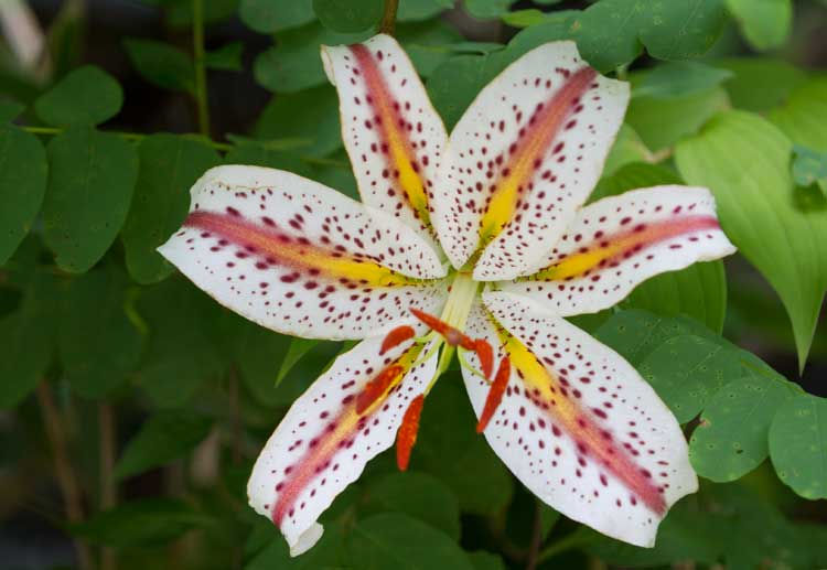 “ベニスジヤマユリ”