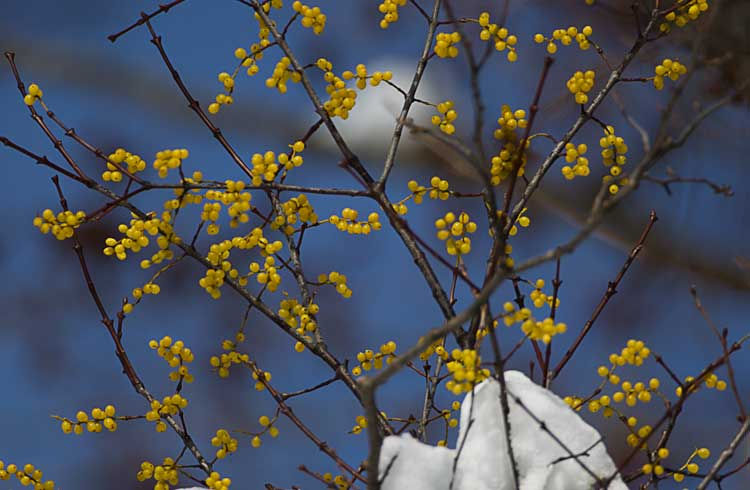 “ホザキノヤドリギ”