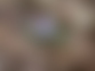 キクザキイチゲ