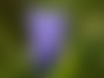 雄国沼にエゾリンドウが咲いていました