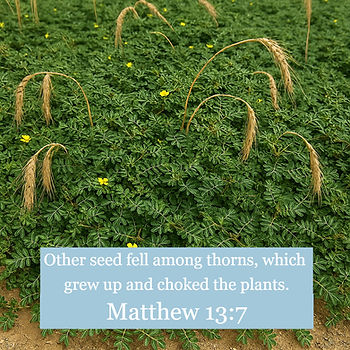 Dense green foliage with yellow flowers is interspersed with tall, dried thorns. Text reads: "Other seed fell among thorns... Matthew 13:7."