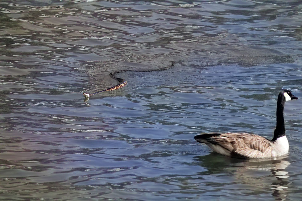 IMG_Snake at Letra Beach