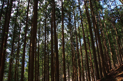 nervensystem (2)_edited.jpg