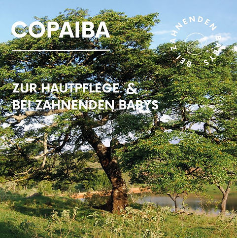copaiba1.JPG