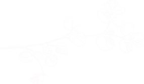 Feuille_euca_filigrane_blanc (1).png