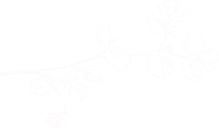 Feuille_euca_filigrane_blanc (1).png