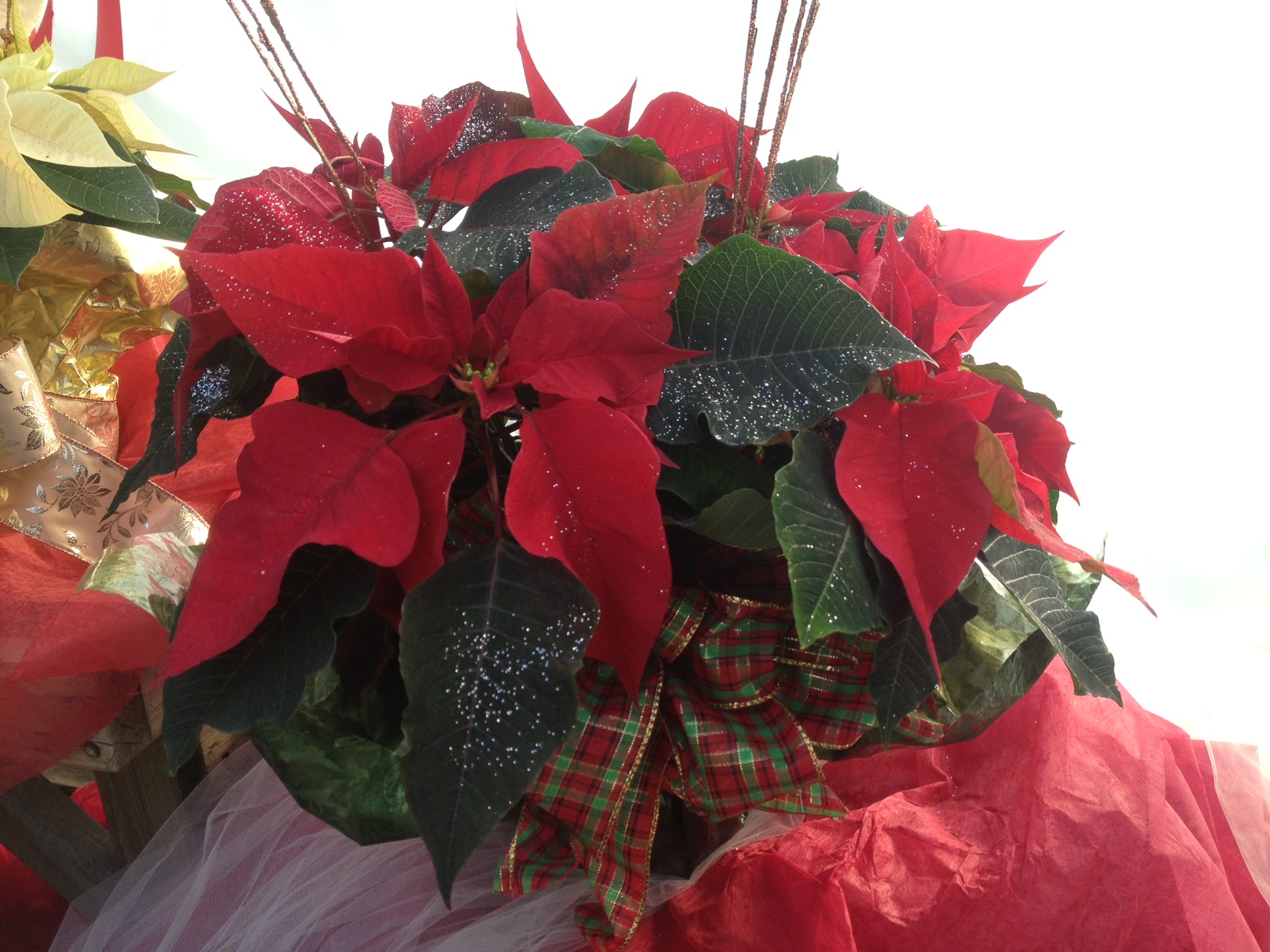 Poinsettias