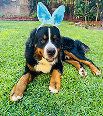 Samson the dog.jpg
