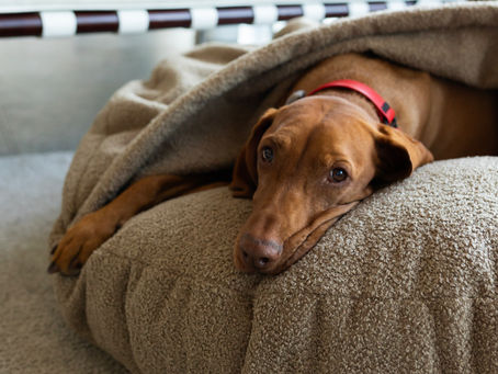 Why a Cave Bed Is Perfect for Summer Too