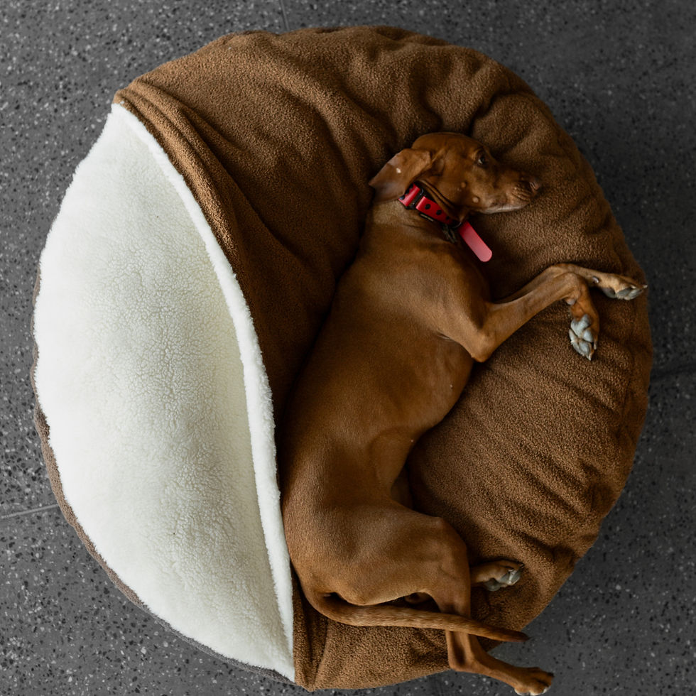 Cove dog bed
