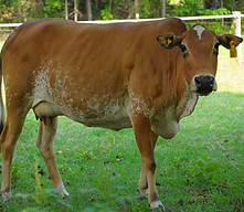 Miniature Zebu Cow