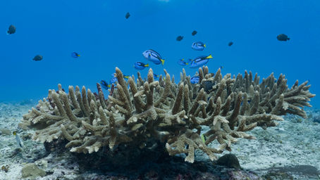 Samoa Legally Protects 30% and Sustainably Manages 100% of its Ocean