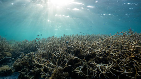 Government of Samoa Secures USD 2.5 Million to Protect Samoa’s Ocean 