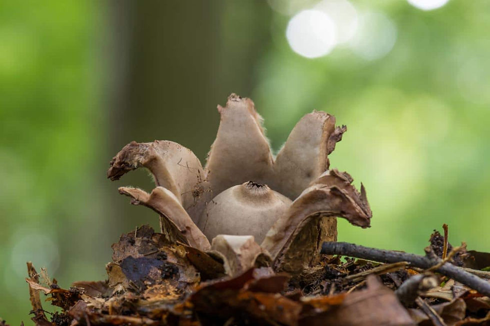 The Earthstar