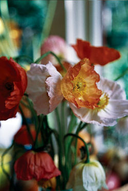 Flower4