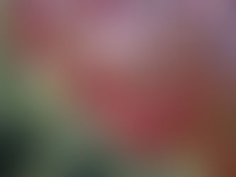 アサーションを実践する 杉山郁子