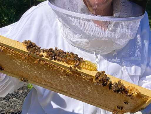 Beekeeper in white suit and veil holding a honeycomb covered with bees. Sunny outdoor setting with grass and trees in the background.